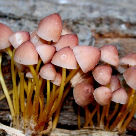 Mycena renati